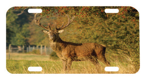 Buck in the Field Tag Graphic for Truck SUV Car